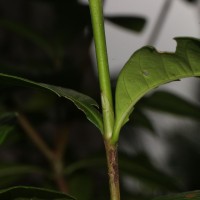 Gardenia jasminoides J.Ellis